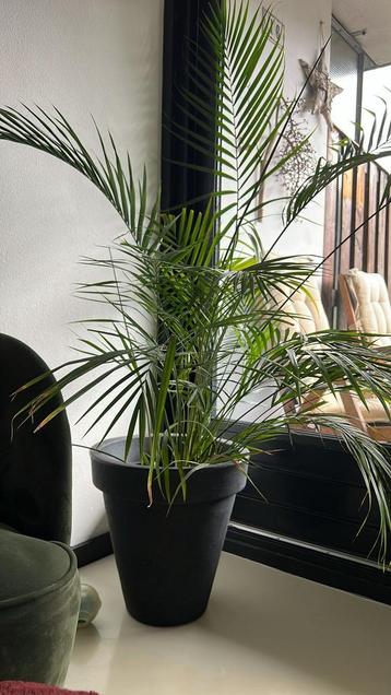 Beautiful floor pot Palm house plant beschikbaar voor biedingen