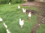 witte leghennen, Dieren en Toebehoren, Pluimvee, Vrouwelijk, Kip