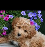 cockapoo pups kruising, Nederland, Overige rassen, CDV (hondenziekte), 8 tot 15 weken