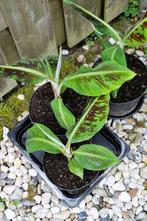 Bananenplant Chiquita, Ophalen, Minder dan 100 cm, Volle zon, Overige soorten