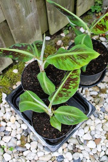 Bananenplant Chiquita beschikbaar voor biedingen