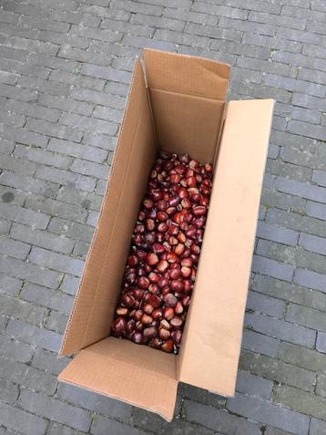 Verse tamme kastanjes 8 kilo beschikbaar voor biedingen