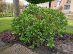 Grote hortensia sang.var.striatum, Tuin en Terras, Planten | Struiken en Hagen, Ophalen of Verzenden, Hortensia, 100 tot 250 cm