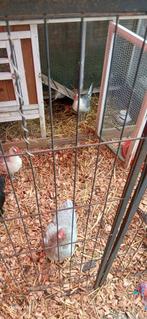 Krielen, Dieren en Toebehoren, Meerdere dieren, Kip