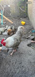 Haan, Dieren en Toebehoren, Mannelijk, Kip