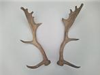 Gewei van hert. Setje afwerpstangen van damhert, Verzamelen, Ophalen of Verzenden, Zo goed als nieuw, Hert, Gewei of Kop