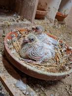 Jonge postduiven, Geslacht onbekend, Postduif