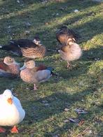 Roodschoudertaling man en vrouw (verwant), Dieren en Toebehoren, Pluimvee, Meerdere dieren, Eend