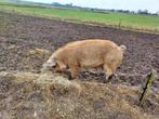 Duroc dek beer, Dieren en Toebehoren, Schapen, Geiten en Varkens, Mannelijk, Varken, 3 tot 5 jaar