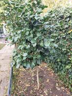 Camelia boompje 1,60 meter bloeit prachtig, Ophalen of Verzenden, Zomer, Volle zon, Overige soorten