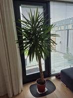 Yucca eleph plant, Tuin en Terras, Planten | Bomen, Ophalen of Verzenden, Volle zon, Overige soorten, 100 tot 250 cm