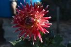 Dahlia Tahiti Sunrise, Tuin en Terras, Bloembollen en Zaden, Ophalen of Verzenden, Volle zon, Knol