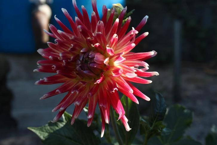 Dahlia Tahiti Sunrise, Tuin en Terras, Bloembollen en Zaden, Knol, Volle zon, Ophalen of Verzenden