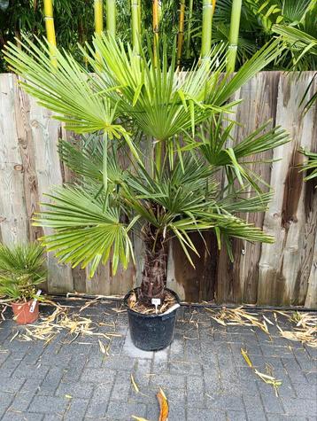 Trachycarpus fortunei winterharde palmboom  beschikbaar voor biedingen