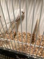 Grasparkieten, Dieren en Toebehoren, Vogels | Parkieten en Papegaaien, Meerdere dieren, Parkiet