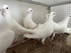 Witte postduiven, Dieren en Toebehoren, Meerdere dieren, Postduif
