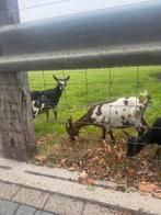 Te koop 2 geiten met 2 black an tan bokjes, Dieren en Toebehoren, Schapen, Geiten en Varkens, Meerdere dieren, Geit, 3 tot 5 jaar