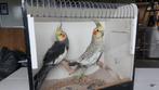 Valkparkiet, Dieren en Toebehoren, Vogels | Parkieten en Papegaaien, Meerdere dieren, Parkiet, Geringd