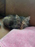 Kittens met langhaar te koop, Dieren en Toebehoren, Katten en Kittens | Overige Katten, Poes, Langharig, 0 tot 2 jaar