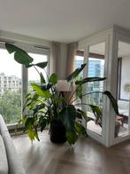 Strelitzia Nicolai (Paradijsvogelplant) – ca. 2 meter hoog, Huis en Inrichting, Kamerplanten, Ophalen, 200 cm of meer, Overige soorten