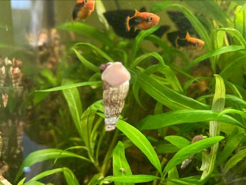 Torenslakken, Dieren en Toebehoren, Vissen | Aquariumvissen, Slak of Weekdier