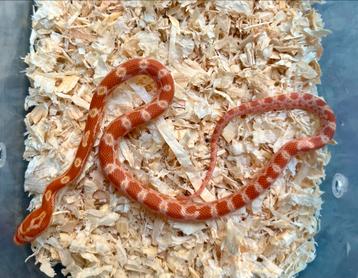 Pantherophis Guttatus NK 25 beschikbaar voor biedingen