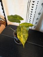 Alocasia Gageana aurea variegata, Huis en Inrichting, Kamerplanten, Ophalen of Verzenden, Halfschaduw, Minder dan 100 cm