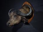 Kafferbuffel - Taxidermie wandmontage - Opgezette dieren., Ophalen of Verzenden, Vogel, Opgezet dier