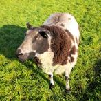 Te Koop Mooie Bonte Dekram, Dieren en Toebehoren, Schapen, Geiten en Varkens, Mannelijk, Schaap