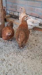 3 jonge hennen van 25-7-2025 (Groot soort welsumer x legkip, Dieren en Toebehoren, Pluimvee, Vrouwelijk, Kip