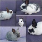 Lieve, tamme jonge konijntjes!, Meerdere dieren, Klein