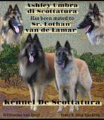 Te Koop Tervuerense Herder pups met stamboom en koopcontract, Reu, 8 tot 15 weken, Meerdere, Herder