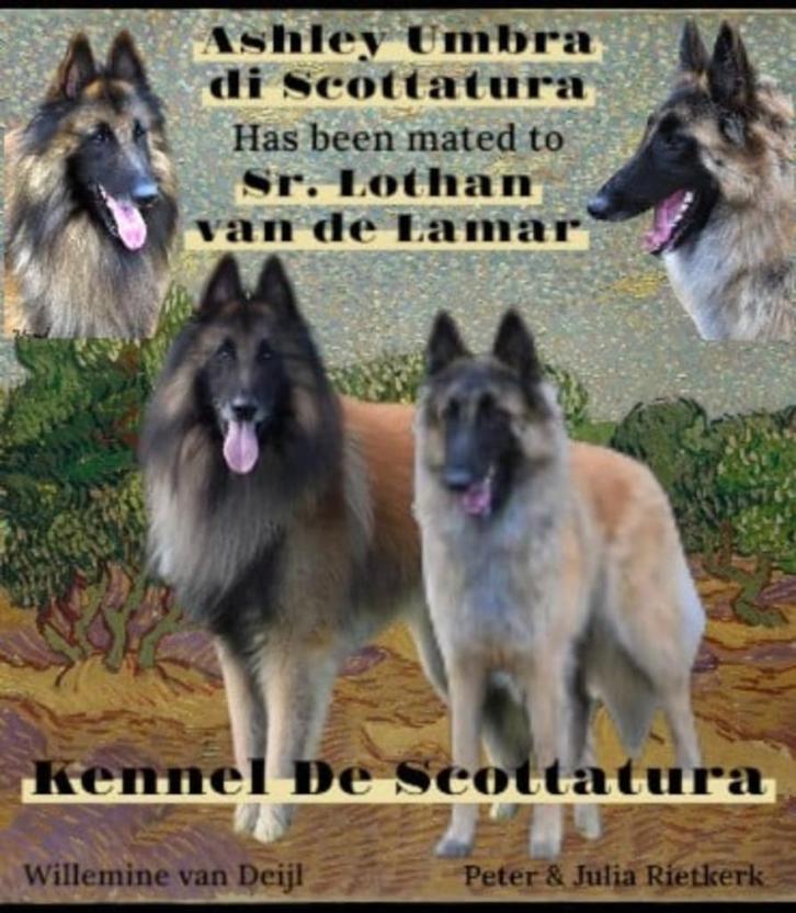 Te Koop Tervuerense Herder pups met stamboom en koopcontract, Dieren en Toebehoren, Honden | Herdershonden en Veedrijvers, Reu