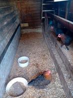 Broedeieren te koop van de marans kippen., Dieren en Toebehoren, Pluimvee