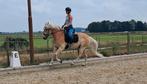 Stoere grote super mooie haflinger ruin 1.58 hoog, Dieren en Toebehoren, Pony's, Ruin, Recreatiepony, Gechipt, 3 tot 6 jaar