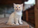 Ragdoll poesje met stamboom zonder fokverbod, Dieren en Toebehoren, Poes, Gechipt