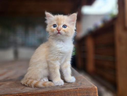 Ragdoll poesje met stamboom zonder fokverbod, Dieren en Toebehoren, Katten en Kittens | Raskatten | Langhaar, Poes, Met stamboom