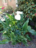 Aronskelk, Vaste plant, Halfschaduw, Zomer, Ophalen
