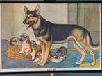 Schoolplaat poster hond herdershond S130, Ophalen of Verzenden