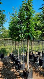 Castanea sativa (Tamme Kastanje boom)🌳, Ophalen, Volle zon, Overige soorten