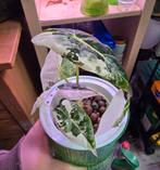 Alocasia Frydek Variegata, Huis en Inrichting, Kamerplanten, Ophalen, Halfschaduw, Minder dan 100 cm