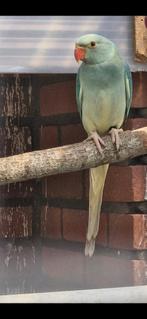 Halsband parkiet Aqau- bleekstaart pop, Dieren en Toebehoren, Vogels | Parkieten en Papegaaien, Vrouwelijk, Parkiet
