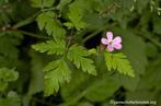Robertskruid plant, Ophalen of Verzenden, Zomer, Overige soorten, Volle zon
