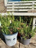 Rozemarijn (Rosmarinus officinalis) D 16-20cm, Tuin en Terras, Planten | Tuinplanten, Ophalen, Lente, Vaste plant, Volle zon