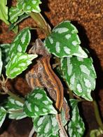 Baardagamen, Pythons, Rattenslangen, Luipaardgekkos en meer, Dieren en Toebehoren, Reptielen en Amfibieën, Overige soorten, Met terrarium