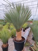Yucca Rostrata 1.50 mtr., Tuin en Terras, Planten | Tuinplanten, Zomer, Ophalen of Verzenden, Overige soorten, Volle zon