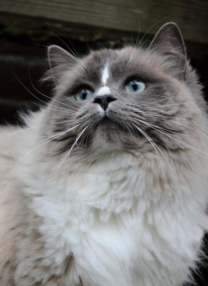 BLUE MINK MITTED RAGDOLL dekkater JOEP, Dieren en Toebehoren, Katten en Kittens | Dekkaters, 0 tot 2 jaar