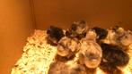 Kuikens Australorp wit (zeldzaam), Dieren en Toebehoren, Pluimvee, Meerdere dieren, Kip