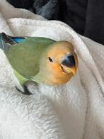 Handtam, Dieren en Toebehoren, Vogels | Parkieten en Papegaaien, Geslacht onbekend, Dwergpapegaai of Agapornis, Tam