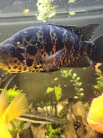 midden amerikaanse cichlide 20cm te koop aangeboden, Dieren en Toebehoren, Vissen | Aquariumvissen, Vis, Zoetwatervis